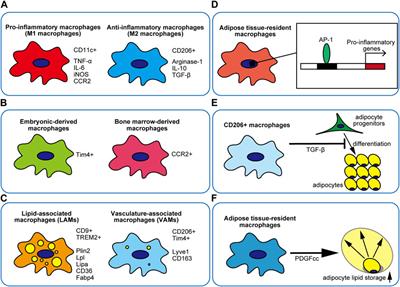 History and future perspectives of adipose tissue macrophage biology